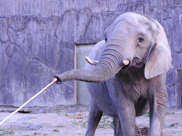 4日間限定の 夜桜ナイトzoo 東武動物公園で桜とイルミを堪能 ウォーカープラス