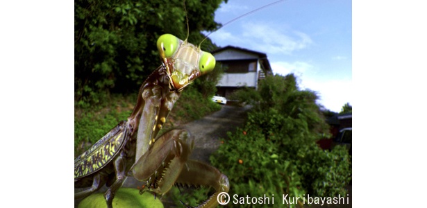 地上3センチ。カマキリとコンニチハ。