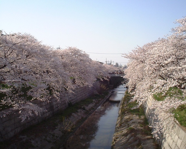 山崎川の両岸に桜が広がる