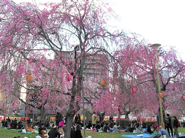 365本の桜が公園内に咲き誇る 宮城県仙台市の榴岡公園で さくらまつり 開催 ウォーカープラス