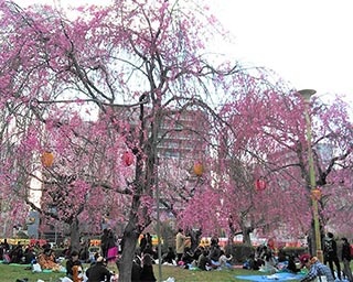 365本の桜が公園内に咲き誇る！宮城県仙台市の榴岡公園で「さくらまつり」開催