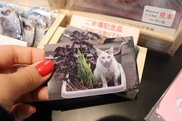来場の記念品でミニカードをゲット！