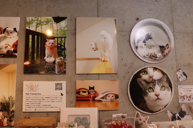 会場では、フォトグラファーやネコの情報を写真と一緒に展示している
