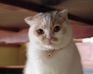 犬派ライターも思わず悶絶！「ねこ休み展 in 名古屋」で超絶キュートな甘えネコに癒された!!