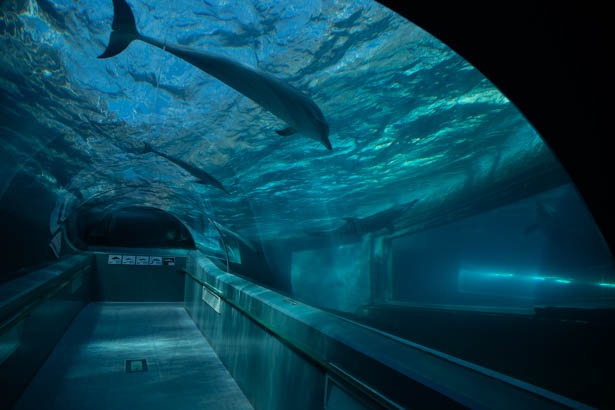 トンネルからはイルカの泳ぐ様子を観察できる