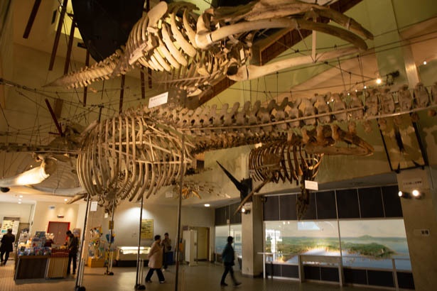 クジラの骨格標本なども展示されている