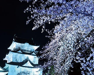 平成最後のサクラを楽しむ3つの方法～夜のサクラ編～