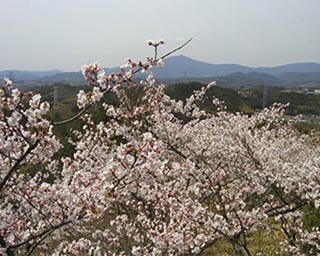 苗木地域を一望する眺めも見事！岐阜県中津川市・苗木さくら公園の桜がまもなく見頃