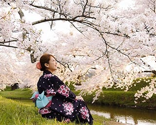 桜色に色づく温泉街。島根県松江市で「玉湯川堤の桜」がまもなく見頃