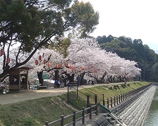 展望台から市内を一望！愛媛県新居浜市・滝の宮公園の桜がまもなく見頃