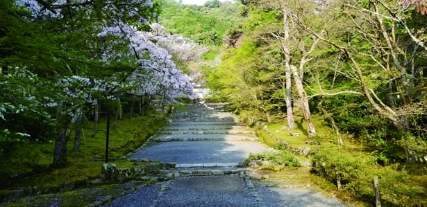 「紅葉の馬場」と呼ばれ、紅葉の名所として知られている参道も、春は桜の馬場に/二尊院