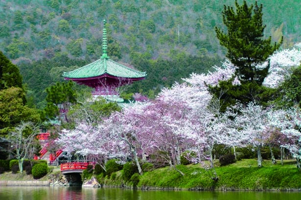 約1kmの池の周囲にはソメイヨシノやヤエザクラが咲き乱れる。夕暮れ時は水面が照らされ、さらに幻想的/大本山 大覚寺