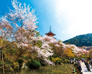 京都・東山は名所と桜が集まる絶景エリア！東山の桜名所めぐり6選