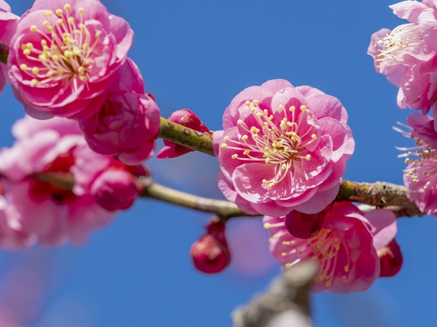 春にひと足早く咲く梅の花