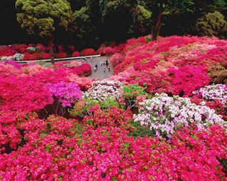 笠間の春を彩る紅！茨城県・笠間つつじ公園で「第48回笠間つつじまつり」開催