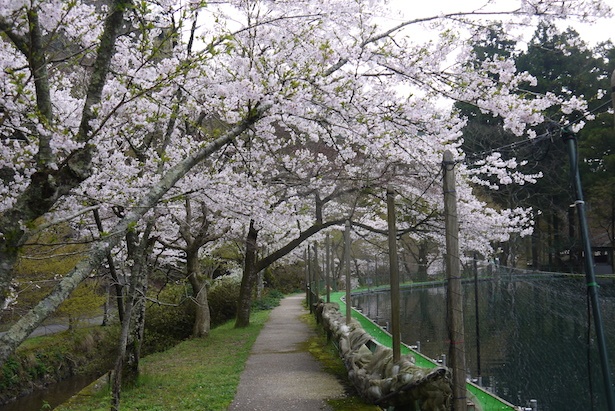 【写真を見る】桜をはじめ四季折々の美しさに魅せられる