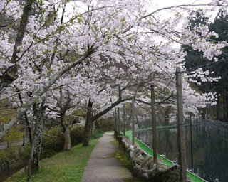 池の周りを満開のソメイヨシノが彩る！滋賀県醒井養鱒場の桜がまもなく見頃