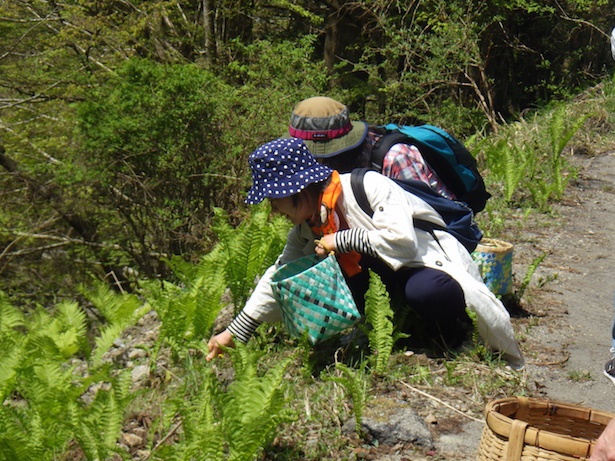 川場村で採れた自生する山菜や野草を使う