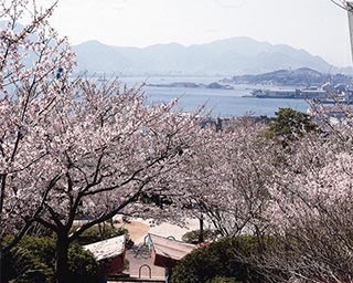 大正天皇御即位の記念公園で桜を鑑賞！山口県下関市・日和山公園の桜がまもなく見頃