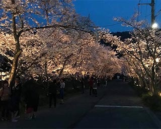 桜を楽しむイベント満載！徳島県名西郡石井町で「石井町桜まつり」開催