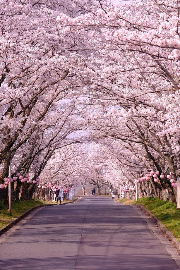 桜トンネル今年も開通 三重県名張市で 第24回名張桜まつり 開催中 ウォーカープラス