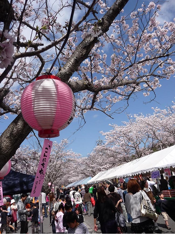 【写真を見る】桜まつり当日はたくさんの出店が立ち並ぶ