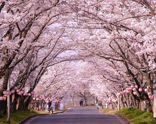 桜トンネル今年も開通！三重県名張市で「第24回名張桜まつり」開催中