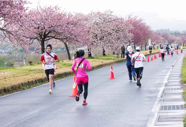 満開の桜も美しいなか気持ちよく走る名勝天龍峡ハーフ・リレーマラソン大会