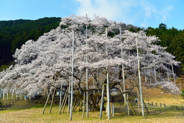 【写真を見る】「根尾谷薄墨桜」(岐阜県本巣市)。国の天然記念物、樹齢1500余年の名木は一見の価値あり！