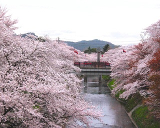 儚い美しさにあっぱれ！日本3大桜や、水面に映る桜を満喫したい!!岐阜の花見スポット3選