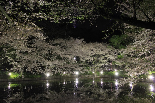 野球場西側や池沿いの桜並木をライトア ップ。池を見下ろす展望台付近ではちょうちんに明かりがともされる 