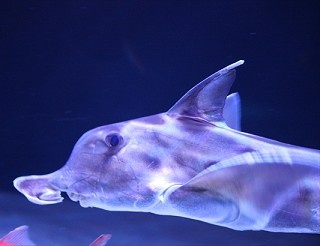 ウサギや鳥も展示 サンシャイン水族館担当が明かす「ニッチがブームを生む」戦略  
