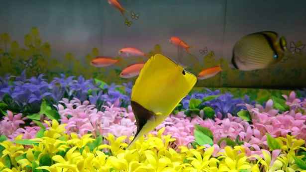 春の気分が味わえるユニークな水槽を展示 ヨコハマおもしろ水族館に スプリン魚大集合 ウォーカープラス