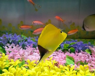 春の気分が味わえるユニークな水槽を展示！ヨコハマおもしろ水族館に「スプリン魚大集合」