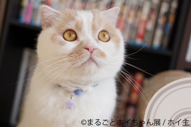 ツイッターのフォロワー数27万強の人気猫単独企画展 まるごとホイちゃん展 In 東京 がgwに開催 ウォーカープラス