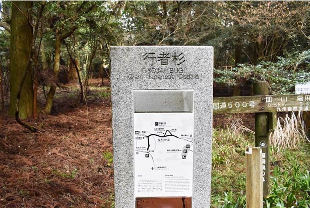 かつでの修験場であった行者杉