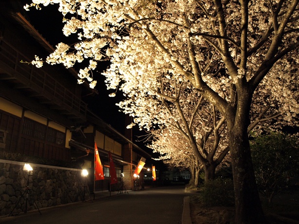 【写真を見る】ライトアップされた夜桜が、とっても綺麗！