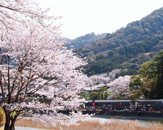 ＜2019年版＞三重で花見へ行くならココ！おすすめ桜スポット3選