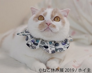 ホイちゃんをはじめスター猫が勢ぞろいの「ねこ休み展」が静岡＆広島にてGWに開催！