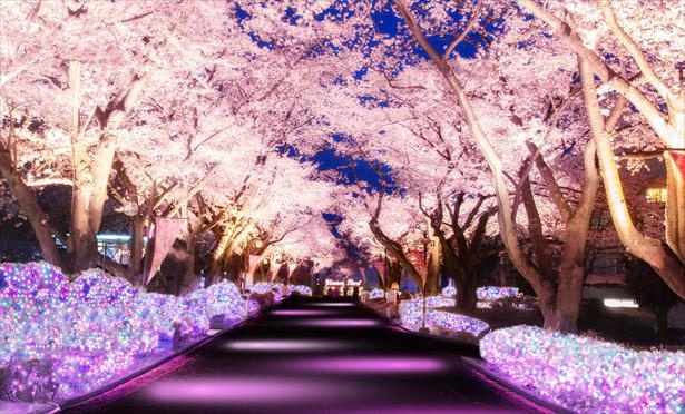 【写真を見る】4月1日に桜の満開を迎えたよみうりランドは7日まで夜桜ジュエルミネーションも開催