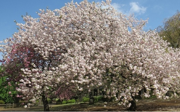 まだ間に合う これから見頃を迎える東京都内の桜名所5選 ウォーカープラス