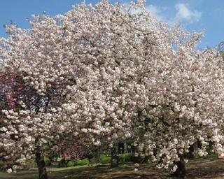 向島百花園の桜 東京都 の情報 ウォーカープラス