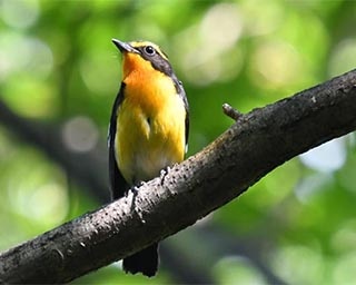 高知県内に生きる様々な野鳥を紹介！高知県香南市野市で「写真展 翼」開催