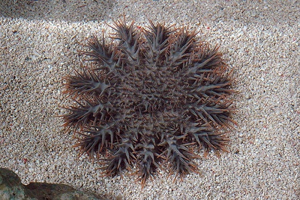 【写真を見る】奇妙な見た目のオニヒトデ