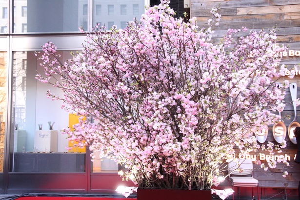 【写真を見る】会場には約3mの巨大な桜の木が飾られており、花見気分で楽しめるように