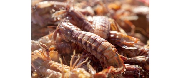 水揚げされ、すぐに塩ゆでしたシャコ。身がしまって深い味わい。カニよりも味は濃い
