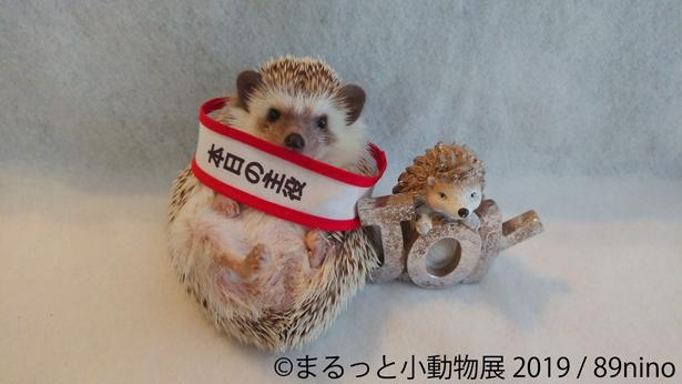 「主役」級のかわいさ！「ハリたすき」(900円)