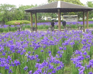 42万本のあやめの花が咲き誇る・宮崎県都城市「早水あやめまつり」開催