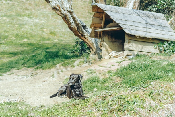 マコさんの笑顔が素敵な「RUSTIC BARN」。今日のランチはココで決まり！看板犬のパピコは今日も元気そう