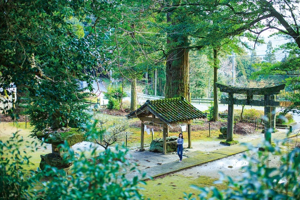 雷神社 / 樹齢900年を超える大杉やイチョウが神秘的な雰囲気を引き立てる。苔むした境内の静寂も心地よい